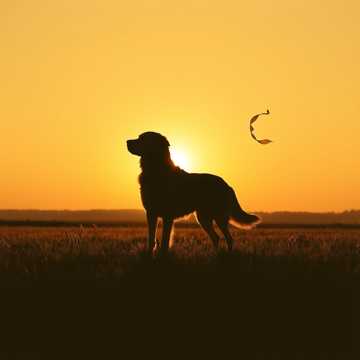 Golden Land cover art