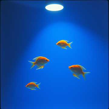 Eleonora 4 calda, jazz, blues, sax, jam band, col coro, a cappe cover art