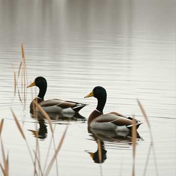 La multi ani prietene cover art