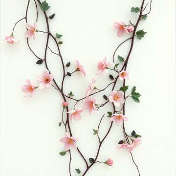 Iubirea mea Dana cover art