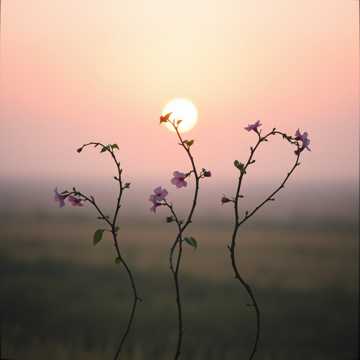 Te simpt in tot ,Dana cover art