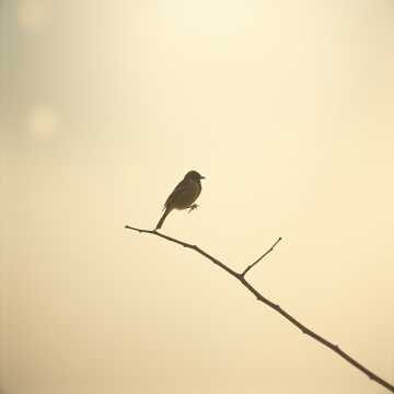 Kenari Di Dahan Sepi cover art