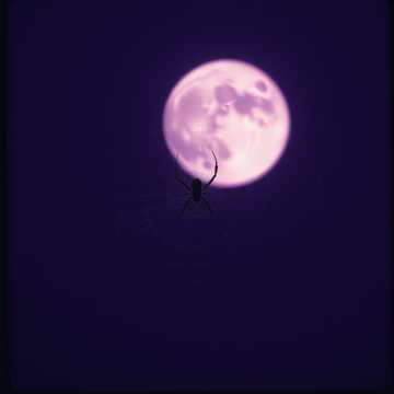 Play with spider cover art